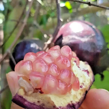 100+ Wulung Purple Pomegranate Seeds (Punica granatum var. Wulung) – Premium Exotic Black Pome Fruit Plant Seeds for Planting