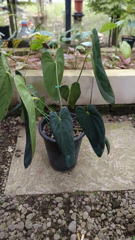 Anthurium ‘Legacy’ Dark Form | Big Size Mature Plant | Real Picture | Rare Collector Aroid