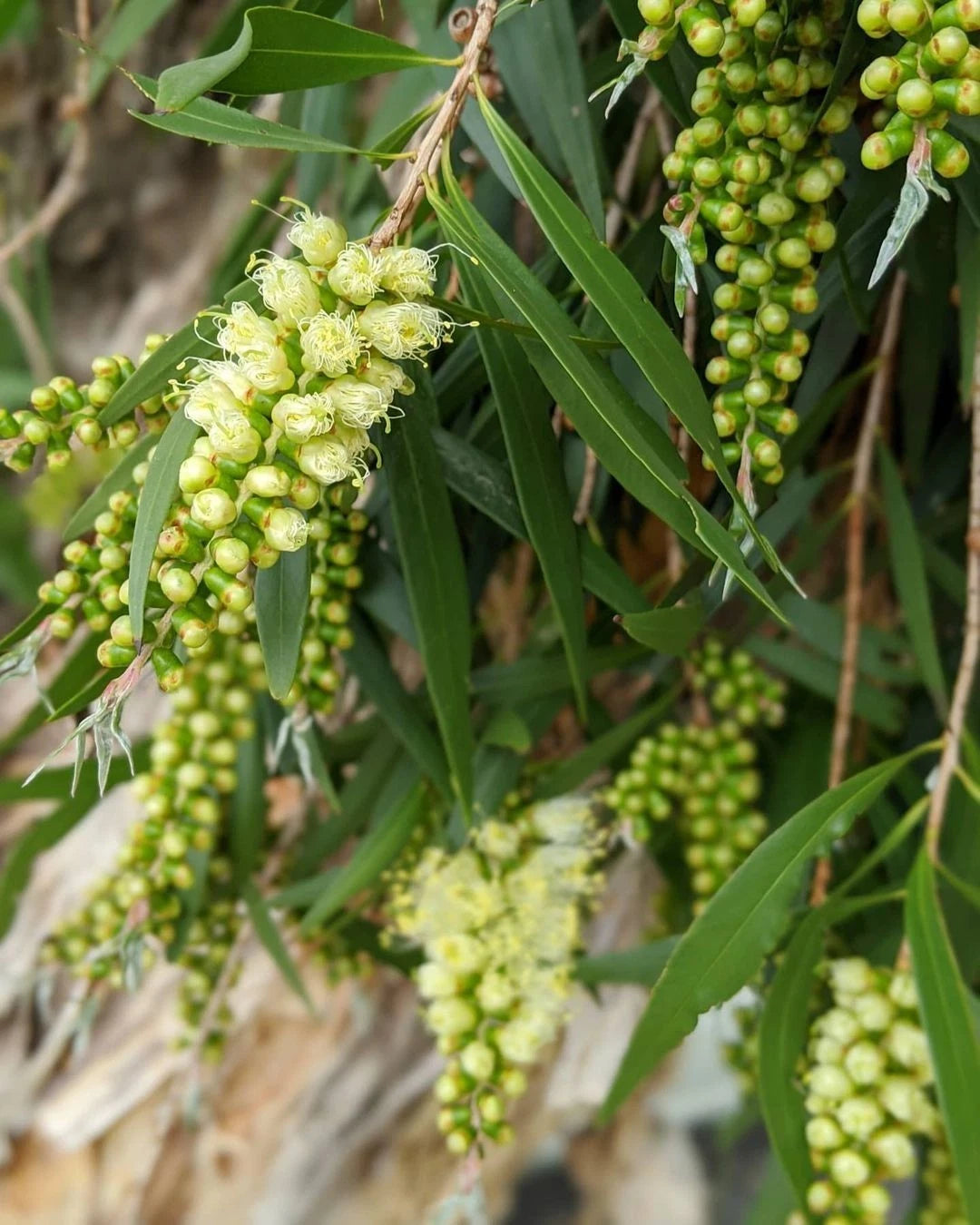 1,000+ Cajuput Tree Eucalyptus Oil Seeds (Melaleuca cajuputi) – Premium Certified Medicinal & Aromatic Tree Plant Seeds for Planting