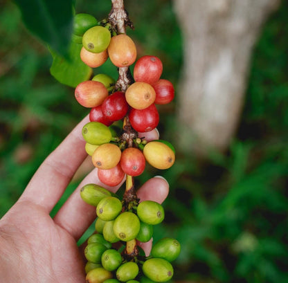 120 Centroamerican Coffee Seeds (Coffea sp.) | Certified Coffee Bean Seeds | Grow Your Own Coffee Plant