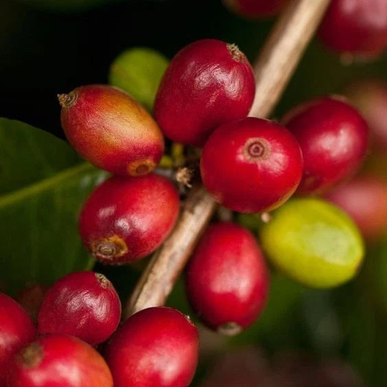 Java Ijen Coffee Seeds (Coffea arabica var. Ijen) – Premium Certified High-Yield Specialty Volcanic Indonesian Gourmet Coffee Bean Seeds for Planting (120 Pcs)
