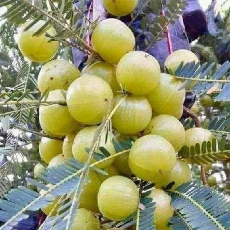 Indian Gooseberry (Phyllanthus emblica L.) – 50+ Premium Amla Seeds