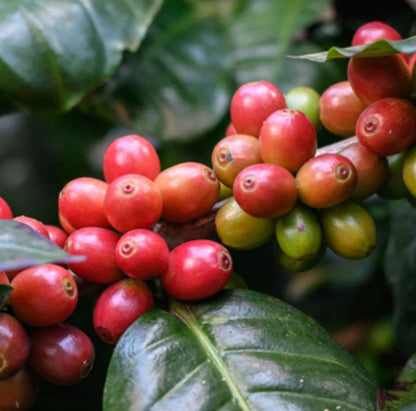 Argopuro Coffee Seeds (Coffea sp.) – 120+ Premium Indonesian Specialty Coffee Seeds