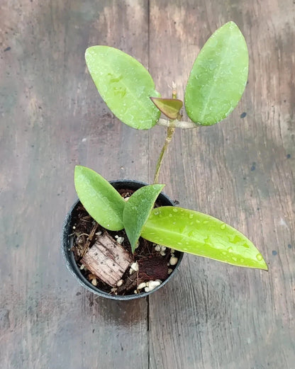 Hoya Haiphong - Rare & Exotic Tropical Wax Plant