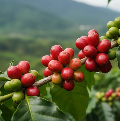Temanggung Coffee Seeds (Coffea canephora var. Temanggung) – Rare Indonesian Robusta Specialty Coffee Beans for Planting and Cultivation