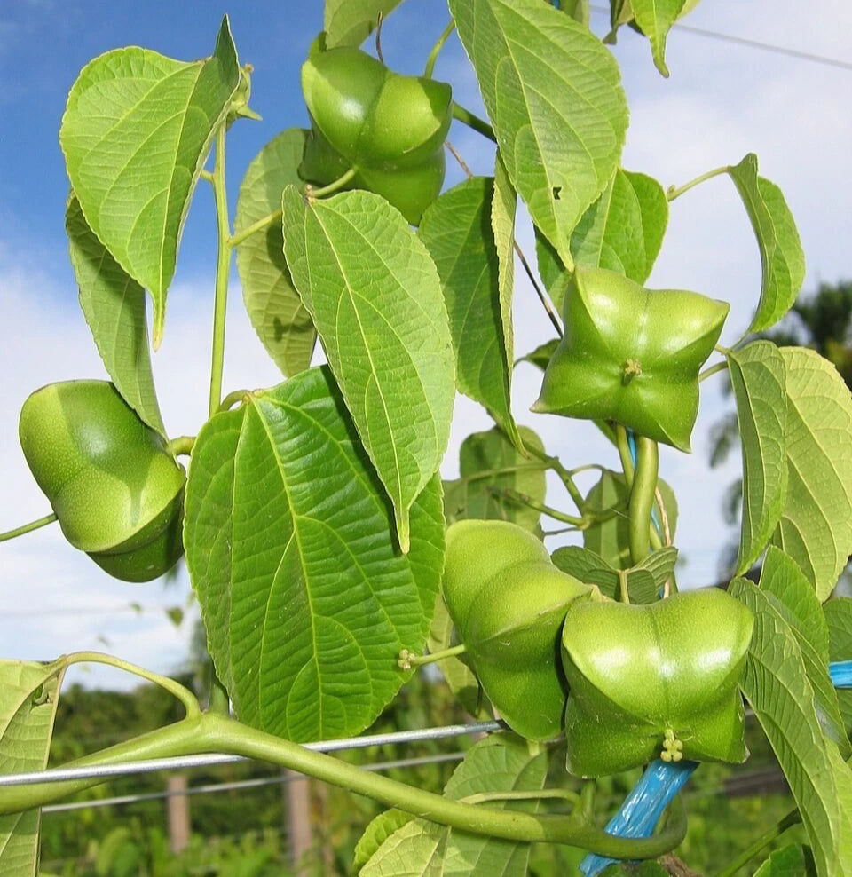 Organic Sacha Inchi Nuts Seeds (Plukenetia volubilis / 50+ Superfood Inca Peanut Plant Seeds) – Premium Gourmet Tropical Oilseed Crop Seeds for Planting