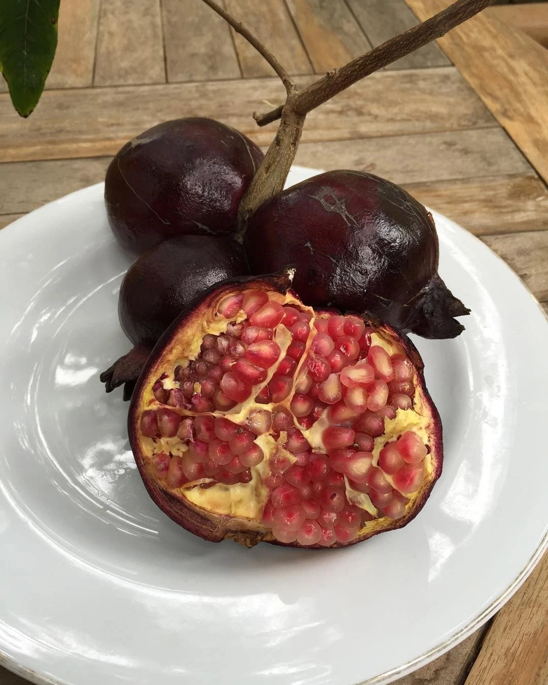 Purple Pomegranate Seeds (Punica granatum / 300+ Deep Ruby-Black Antocyanin-Rich Fruit Tree Seeds) – Premium Exotic Botanical Specimen Plant Seeds for Planting