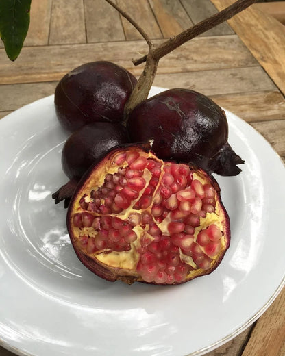 Purple Pomegranate Seeds (Punica granatum / 300+ Deep Ruby-Black Antocyanin-Rich Fruit Tree Seeds) – Premium Exotic Botanical Specimen Plant Seeds for Planting