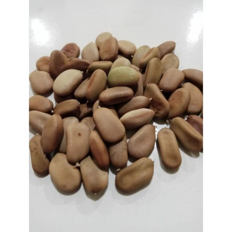 Sappanwood Secang Seeds (Caesalpinia sappan / 100+ Red-Heartwood Medicinal & Dye Tree Seeds) – Premium Exotic Botanical Specimen Plant Seeds for Planting