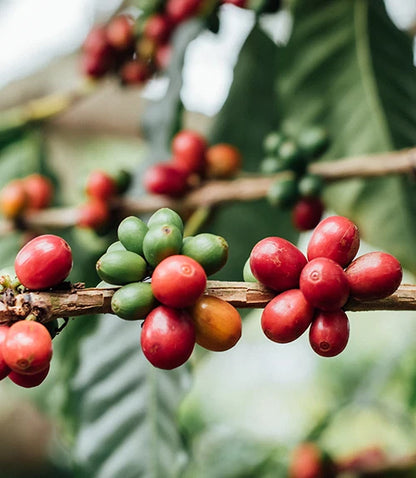 S-Line Coffee Seeds (120+ Bulk Seeds, Coffea arabica var. S-Line) – Premium Specialty Coffee Plant Seeds for Planting