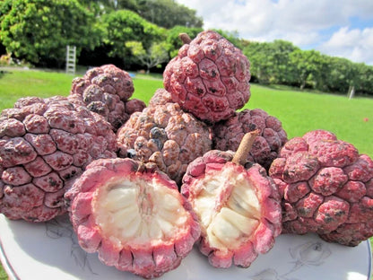 Red Sugar Apple Seeds (Annona squamosa var. 'Red' / 100+ Exotic Crimson Sweet Custard Apple Fruit Seeds) – Premium Exotic Botanical Specimen Plant Seeds for Planting