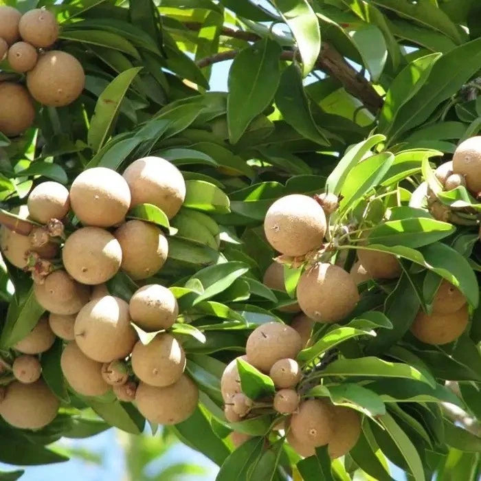 Bali Sapodilla Seeds (Manilkara zapota) – 35+ Premium Sweet Bali Chikoo Seeds