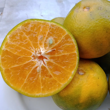 Keprok Orange Seeds (Citrus Reticulata) – Certified Heirloom Tropical Mandarin Citrus Fruit Crop for Planting