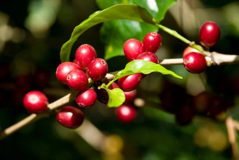 Victoria Incaper 8142 Robusta Coffee Seeds (Coffea canephora) – Bulk High-Yield Disease-Resistant Specialty Coffee Beans for Planting