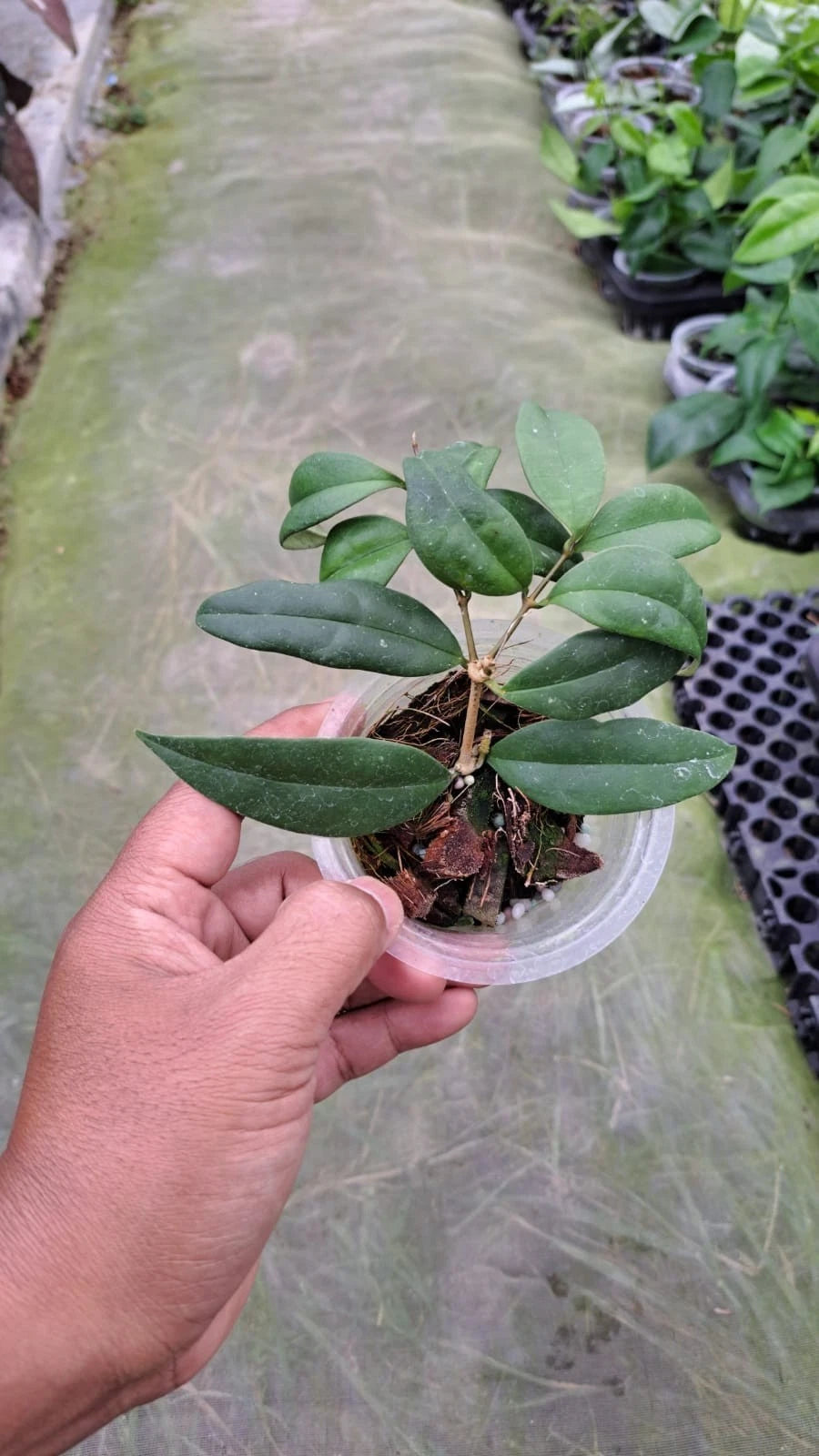Hoya Danumensis Ssp. Amarii Seeds (Hoya danumensis subsp. amarii / Rare Tropical Wax Plant Seeds) – Premium Exotic Botanical Specimen Plant Seeds for Planting