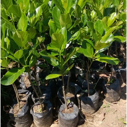 Premium Grafted Honey Jackfruit Tree - Super Sweet Tropical Fruit Plant