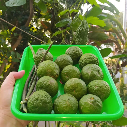 120+ Kaffir Lime Seeds (Citrus hystrix / Makrut Lime / Aromatic Southeast Asian Citrus) – Premium Exotic Fruit Tree & Botanical Seeds for Planting