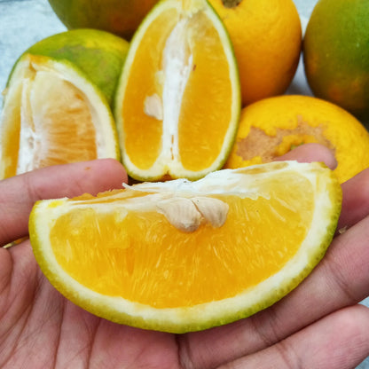 Baby Java Sunkist Seeds 100+ pcs (Citrus sinensis) – Premium Certified Sweet Orange Citrus Fruit Plant Seeds for Planting