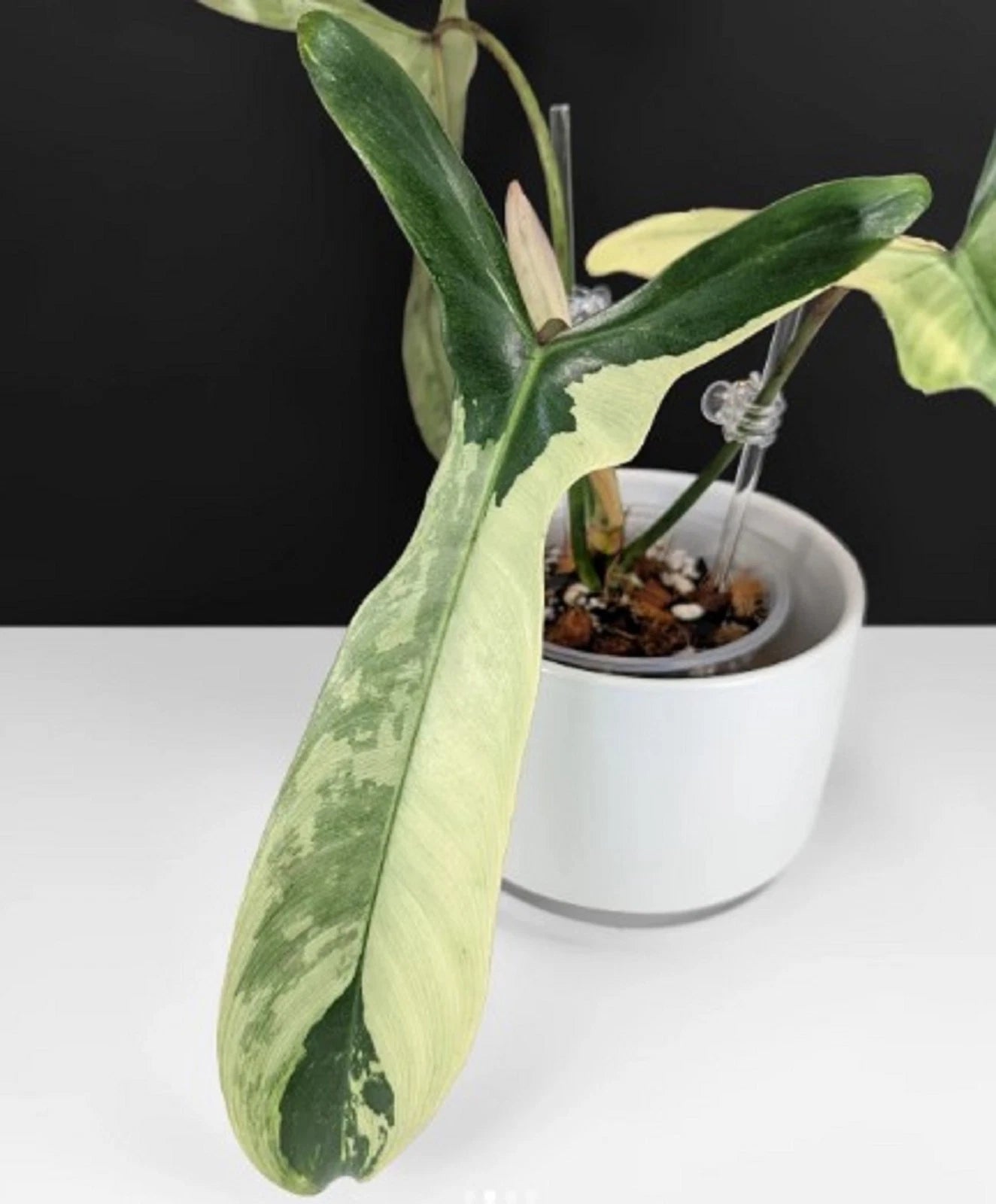 Rare Philodendron Longilobatum Variegated - Exotic Tropical Aroid Houseplant