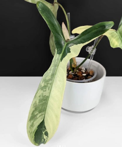 Rare Philodendron Longilobatum Variegated - Exotic Tropical Aroid Houseplant