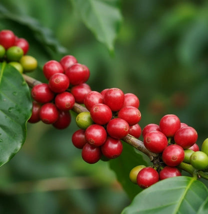 BP542A Coffee Seeds (Coffea arabica var. BP542A) – Rare High-Performance Specialty Coffee Beans for Planting and Cultivation