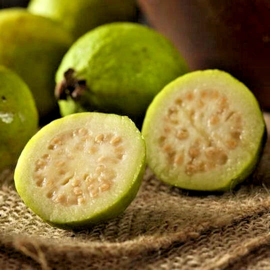 150+ Mini Pebble Guava Seeds (Psidium guajava L.) – Premium Miniature Ornamental & Bite-Sized Tropical Fruit Tree Seeds for Planting
