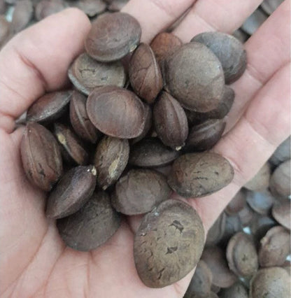500+ Organic Sacha Inchi Nuts Seeds (Plukenetia volubilis) – Certified Heirloom Inca Peanut Vine Seeds for Planting