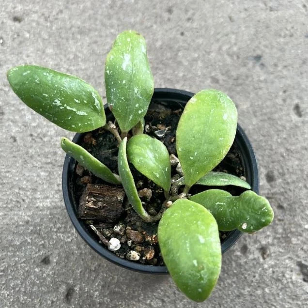Stunning Hoya Isabelchanae Sp. Gorontalo – Rare Exotic Tropical Wax Plant