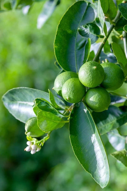 Key Lime Seeds (Citrus Aurantiifolia) – Certified Heirloom Mexican Lime Fruit Crop for Planting