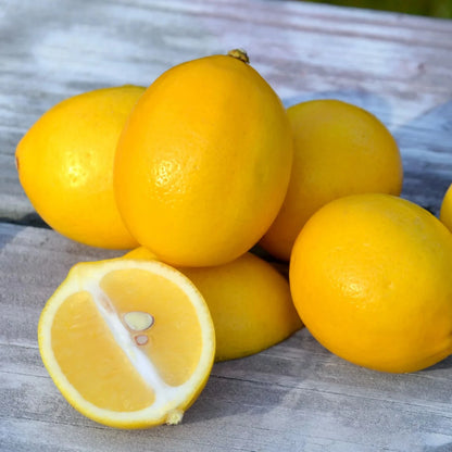 Meyer Lemon Seeds (Citrus meyeri / 100+ Premium Sweet Dwarf Lemon Fruit Seeds) – Premium Exotic Botanical Specimen Plant Seeds for Planting