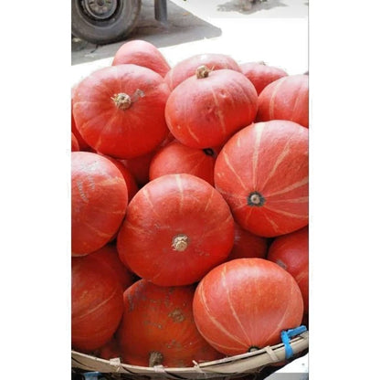 Kabocha Squash Japanese Pumpkin Seeds (Cucurbita maxima 'Kabocha') – 350++ Premium Fresh Sweet Gourmet Japanese Pumpkin Seeds