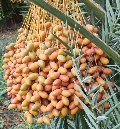 Medjool Date Palm Seeds (Phoenix dactylifera) – 35+ Premium Arabian King of Dates Sweet Seedlings