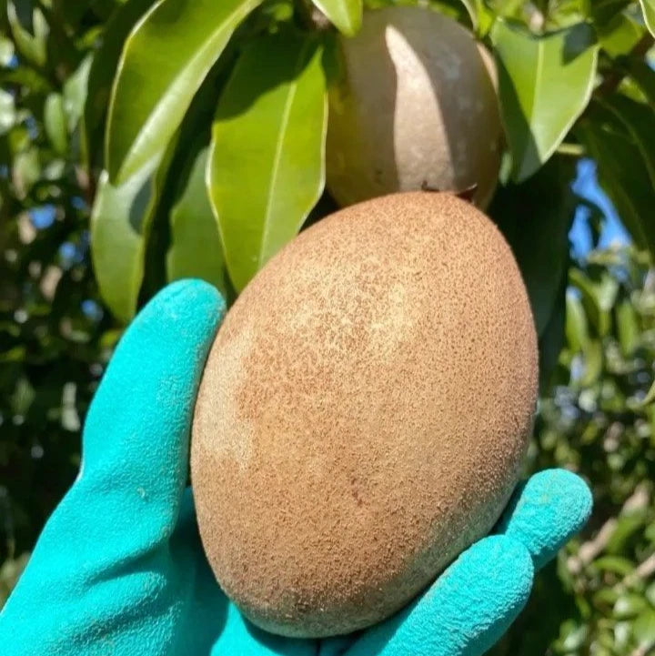 Big Sapodilla Seeds (Manilkara zapota) – 35+ Premium Jumbo Chikoo Seeds
