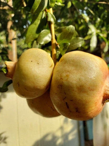 White Wonderful Pomegranate Seeds (Punica granatum) – 100 Premium White Grenadine Seeds