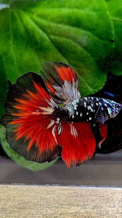 Rare Halfmoon Black Galaxy Avatar Copper Vampire - Premium Import Betta Fish From Indonesia
