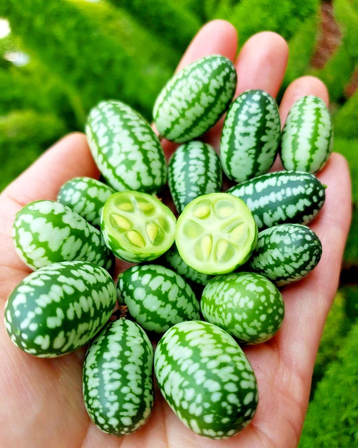 Cucamelon Mexican Sour Gherkin Seeds (Melothria scabra) – Premium 100+ Miniature Watermelon-Lookalike Exotic Fruit Seeds for Planting (100+ Pcs)