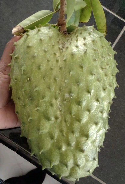 Premium Criolla Blanca Soursop Seeds (Annona muricata) – Sweet Exotic Guanabana Fruit Seeds for Planting