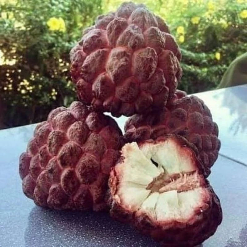 100+ Purpurea Sugar Apple Seeds (Annona squamosa) var. Purple Custard Apple – Premium Certified Exotic Fruit Tree Plant Seeds for Planting