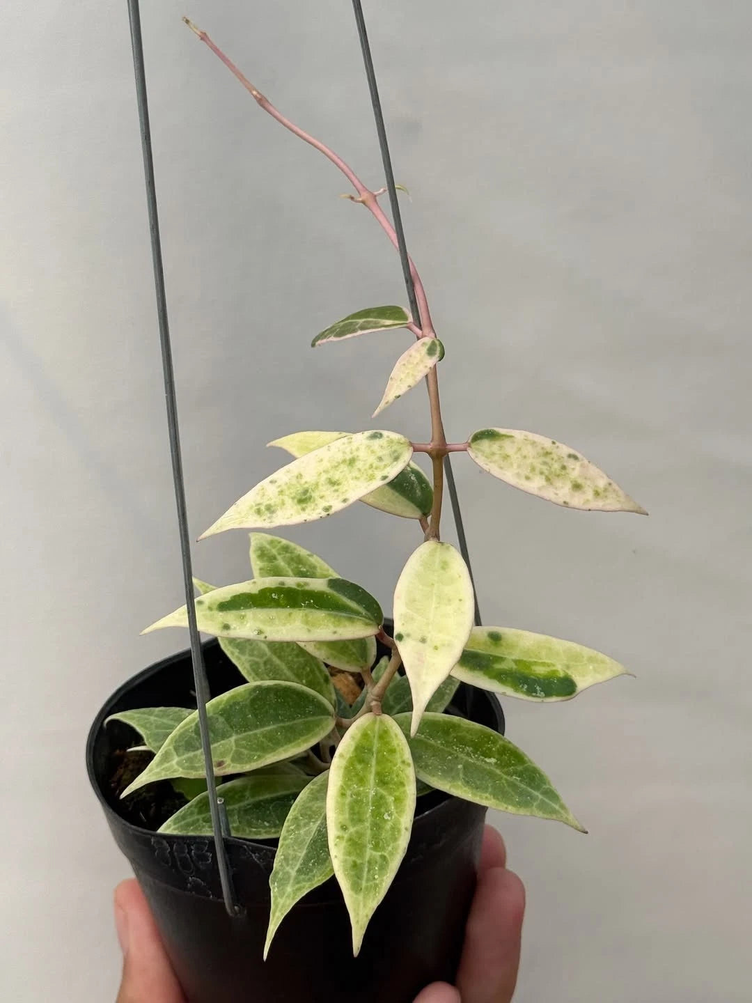 Hoya Verticillata Variegated Tropical Indor Outdor Wax Plant
