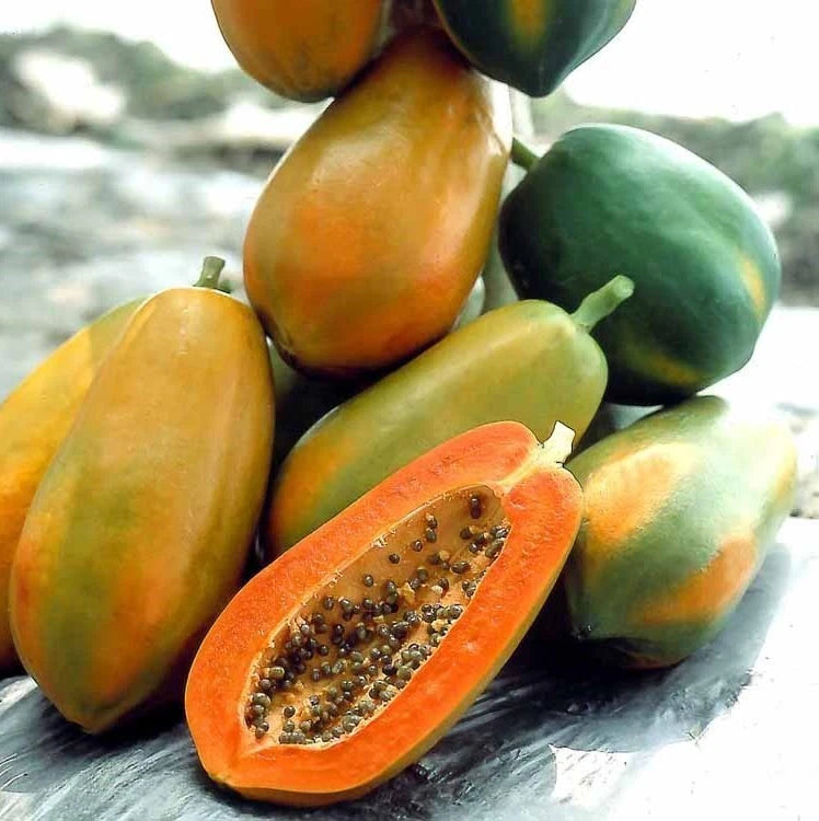 150+ Red Prima Papaya Seeds | Carica Papaya | Sweet Red Papaya Fruit | Fast Growing Plant