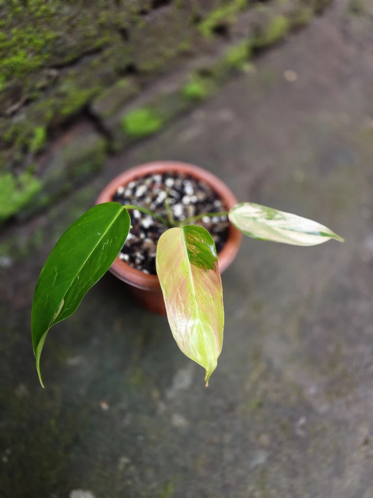 Philodendron 'Pink Heterocraspedon' Variegated - Elite Collector’s Specimen