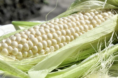 White Waxy Corn (Zea mays var. ceratina) – 250+ Premium Glutinous Seeds