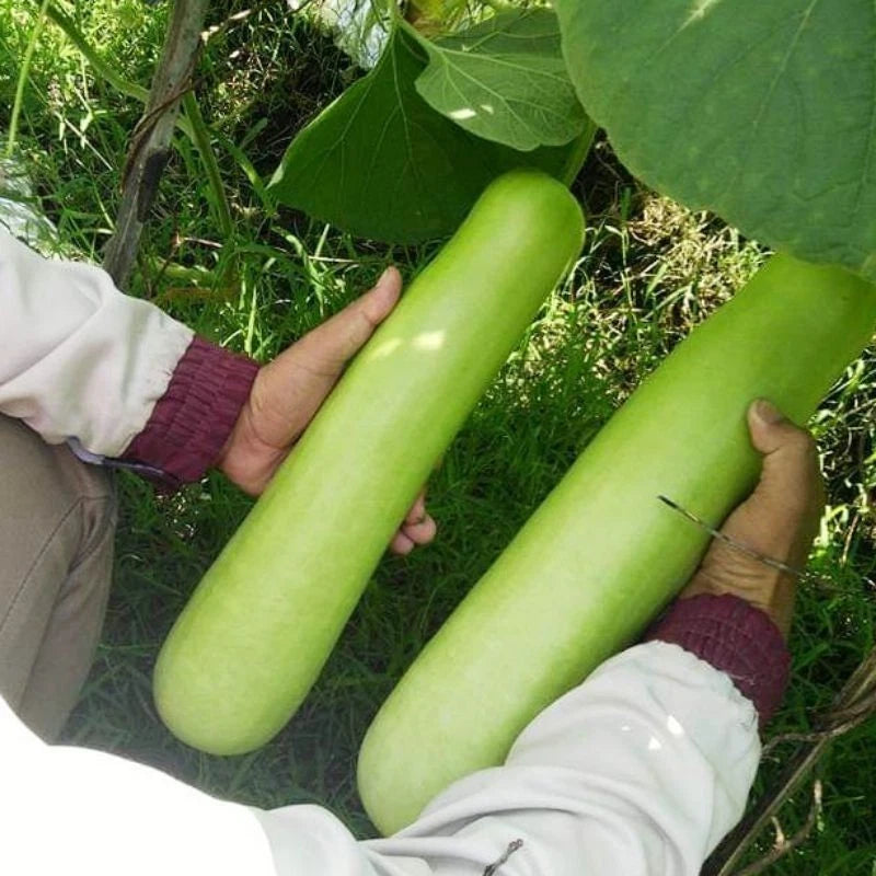 Fresh Long Bottle Gourd (Lagenaria siceraria) – 100+ Premium Fast-Growing Seeds