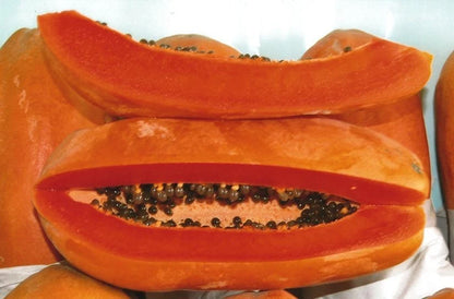 Red Arjuna Papaya Seeds (Carica papaya 'Red Arjuna') – 150 pcs Premium Fresh Rare F1 Hybrid Sweet Red Papaya Seeds