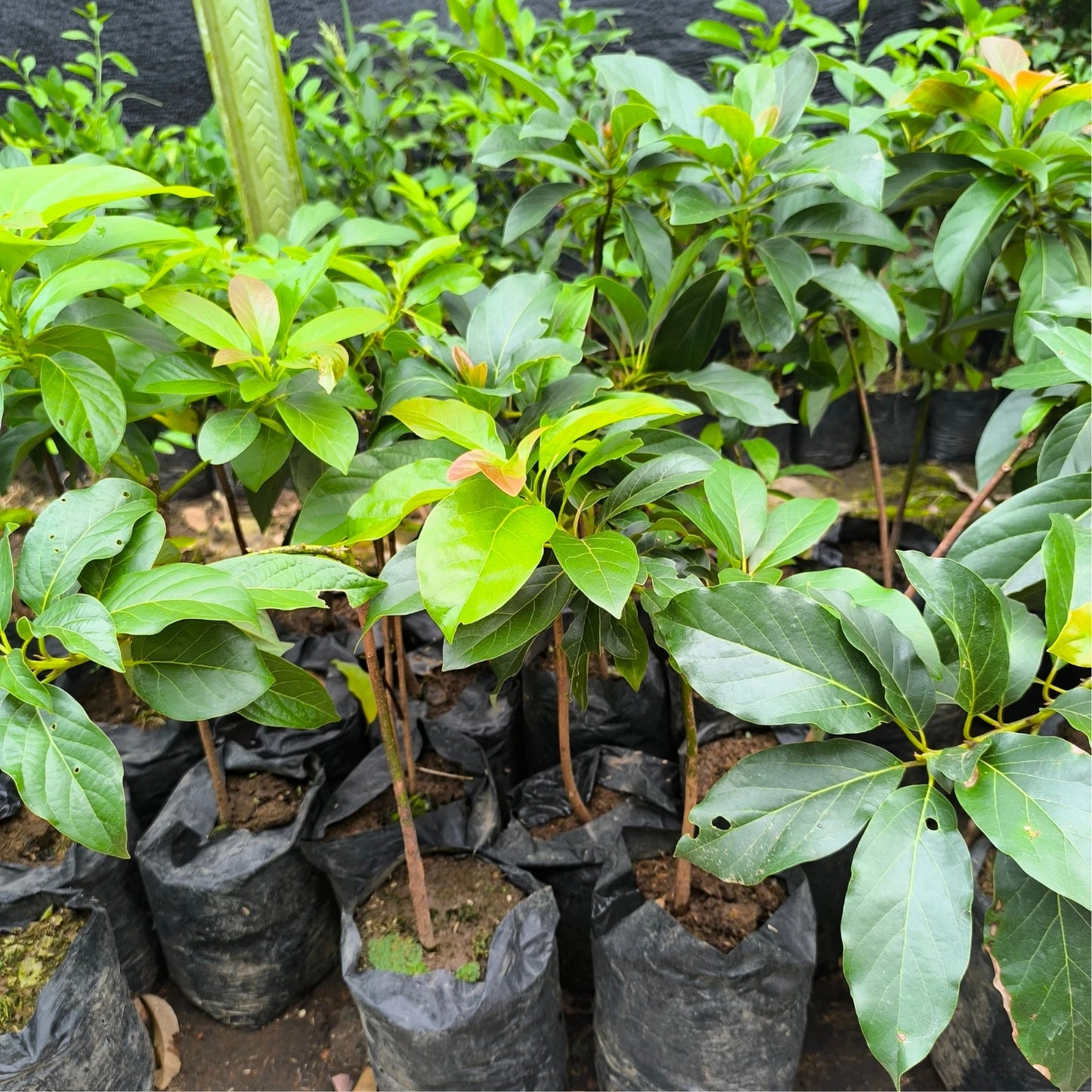 Live Plant - Avocado Marcus (Persea Americana) Tropical Live Big Fruit Tree Exotic 1-2 feet – Markus Avocado Grafted Seedlings (45cm–60cm) Premium Persea americana Live Fruit Tree Specimen for Orchard & Garden