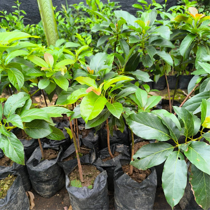 Live Plant - Avocado Marcus (Persea Americana) Tropical Live Big Fruit Tree Exotic 1-2 feet – Markus Avocado Grafted Seedlings (45cm–60cm) Premium Persea americana Live Fruit Tree Specimen for Orchard & Garden