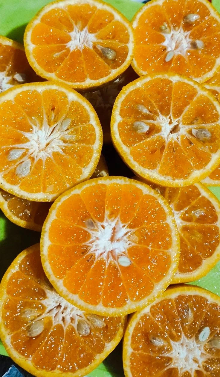 Amanatsu Orange Seeds (Citrus Natsudaidai) – Certified Heirloom Exotic Citrus Fruit Crop for Planting