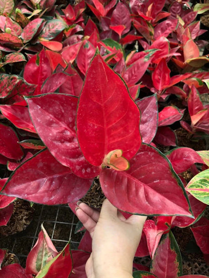 Rare Aglaonema Suksom Jaipong Live Plant - Vibrant Red & Pink Tropical Houseplant