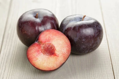 Plum (Prunus domestica) – 15+ Fresh Premium Seeds