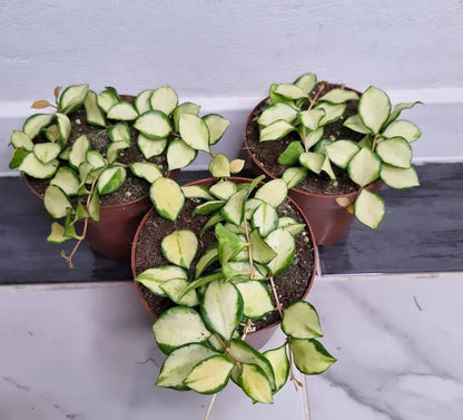 Hoya heuschkeliana Variegata Live Plant – Premium Rare Variegated Wax Plant Climbing & Trailing Vine Specimen for Indoor & Outdoor Display